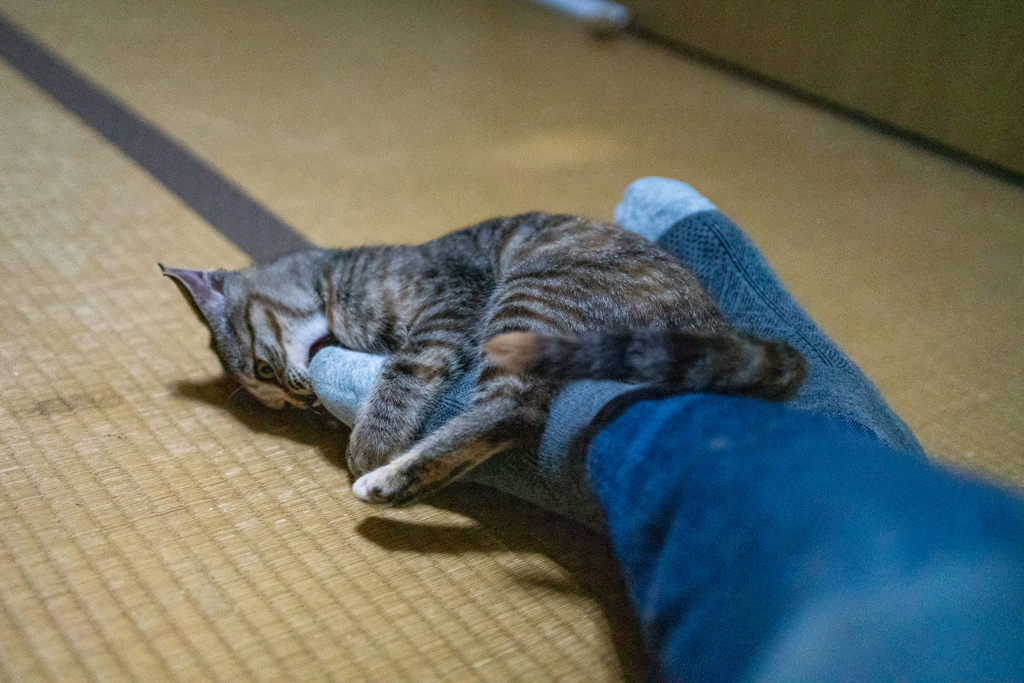 ガブッ！