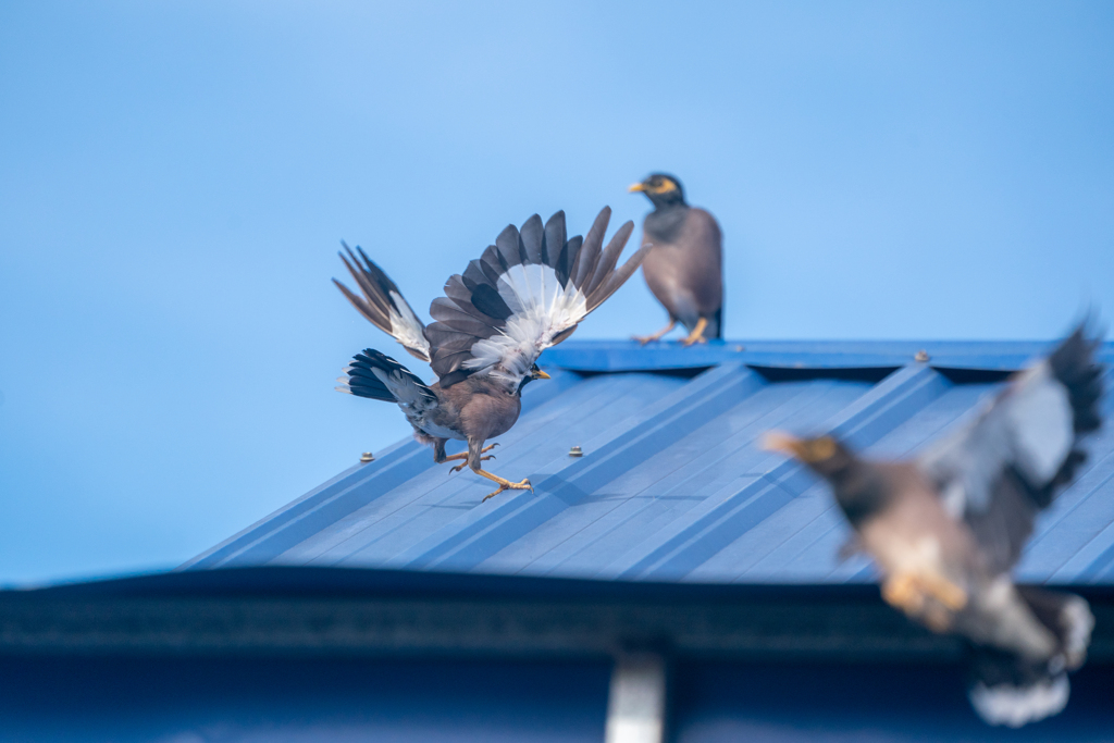 カンボジアの鳥さん２