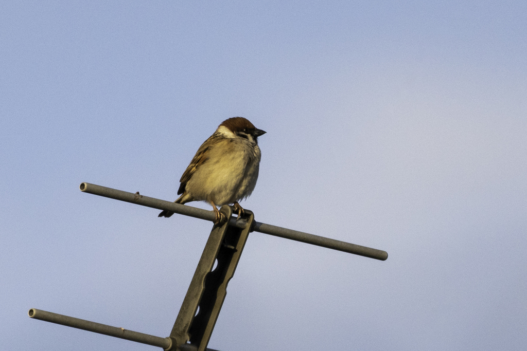 今朝のスズメさん（2021/2/14）