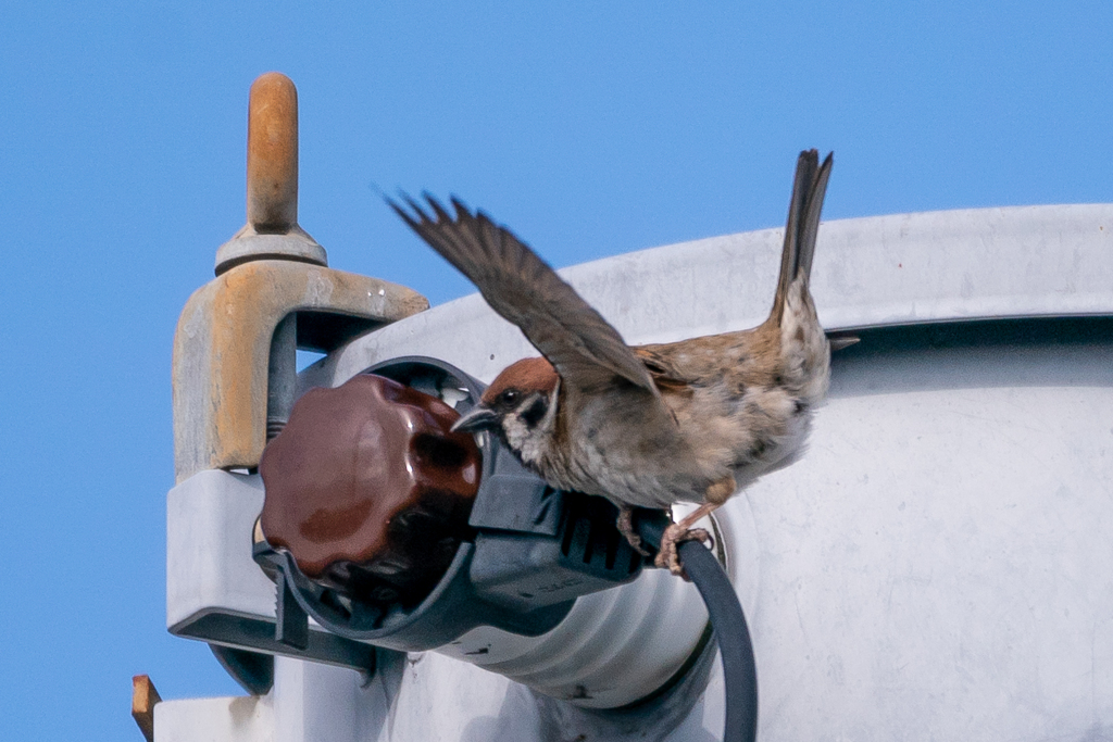 今朝のスズメさん（2021/5/27）