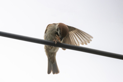 今朝のスズメさん（2020/07/13)