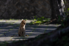 沖縄シリーズ７・希望ヶ丘公園の猫さん達１１