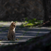 沖縄シリーズ７・希望ヶ丘公園の猫さん達１１