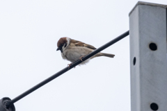 今朝のスズメさん（2020/04/02)