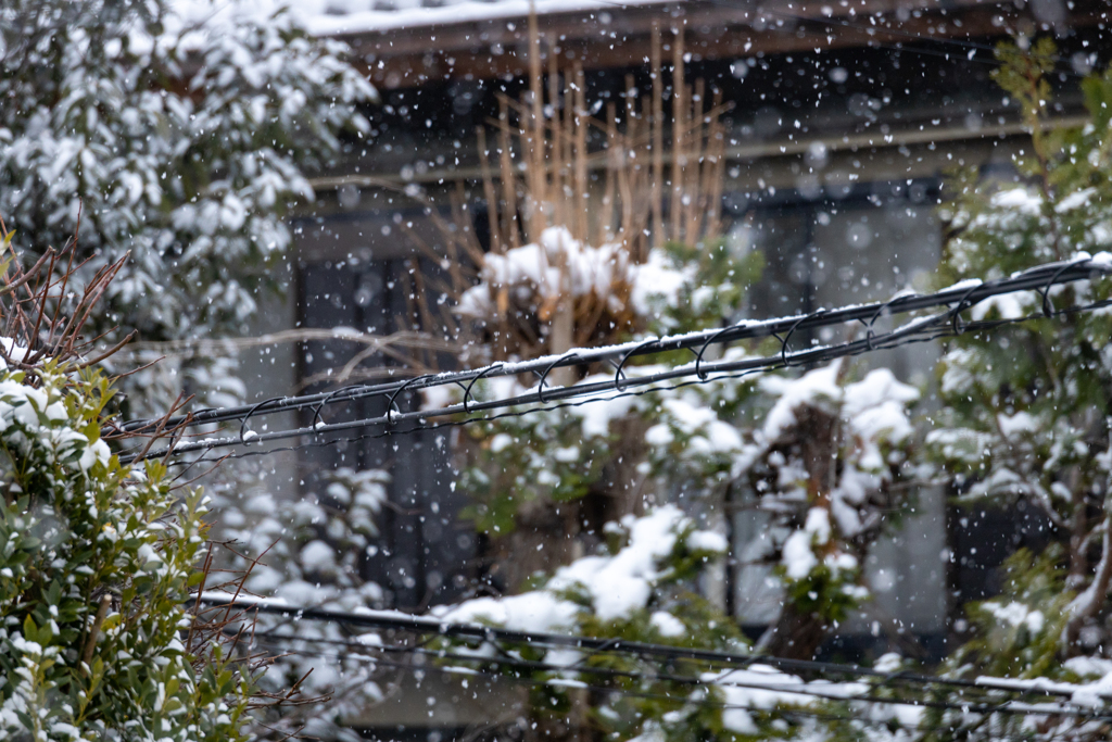 今朝のスズメさん（2022/1/14)