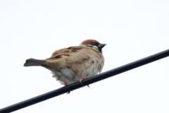 今朝のスズメさん（2020/04/03)