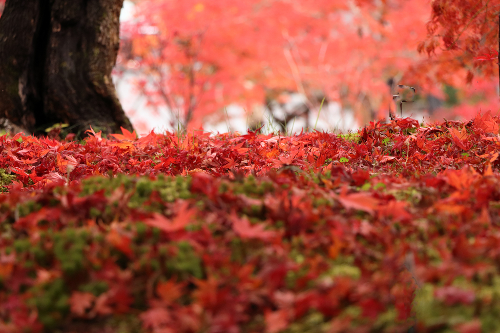 美学