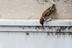 今朝のスズメさん（2020/07/07)