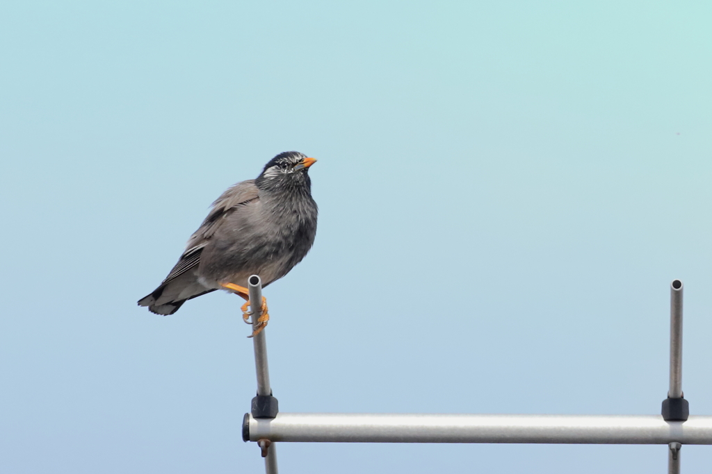 今日はお一人ですか？
