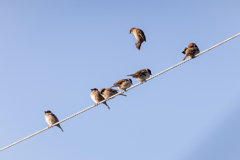 今朝のスズメさん（2021/1/18）