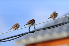 今朝のスズメさん（2020/02/26)