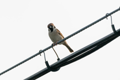 今朝のスズメさん（2021/5/14）