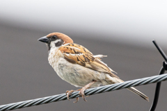 今朝のスズメさん（2020/06/25)