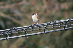 今朝のスズメさん（2020/03/08)