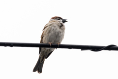 今朝のスズメさん（2020/04/01)