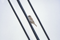 今朝のスズメさん（2020/08/10)