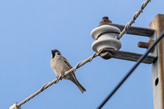 今朝のスズメさん（2021/1/16）