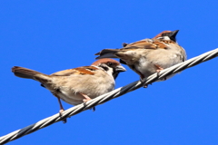 今朝のスズメさん（2020/03/11)