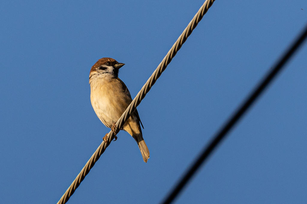 今朝のスズメさん（2020/10/14）