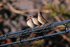 今朝のスズメさん（2020/03/15)