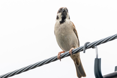 可愛いまぶたとまつ毛