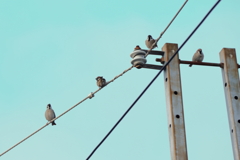 今朝のスズメさん（2020/02/08)