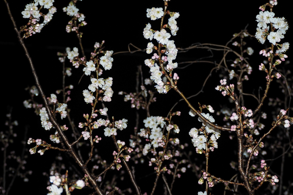 夜桜１