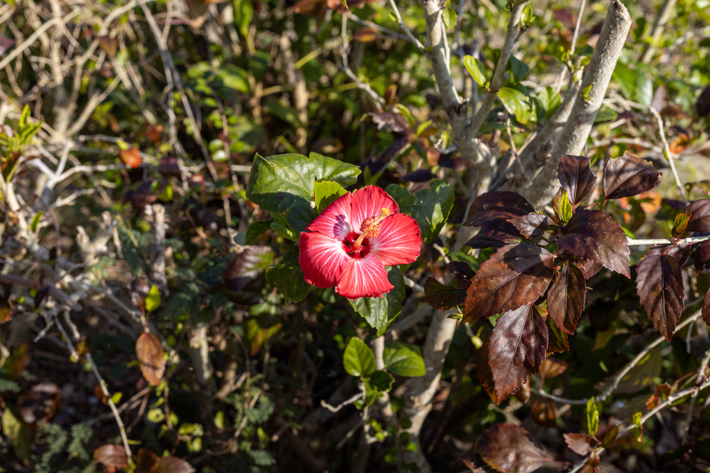 沖縄シリーズ２・漫湖公園の花１