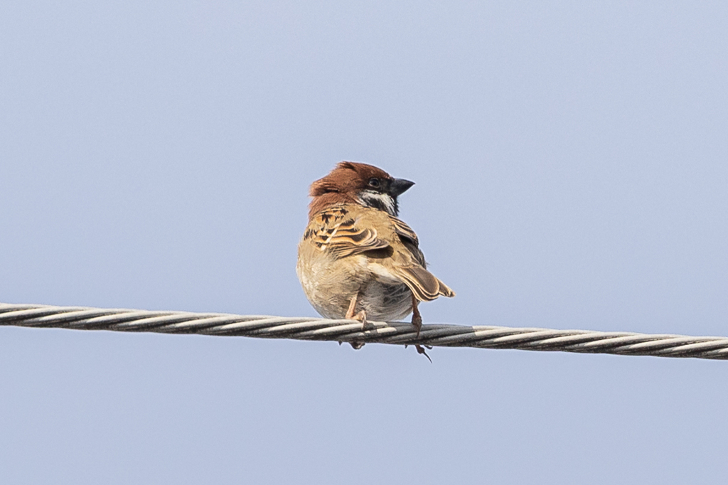 寝癖ついてるよぉ～