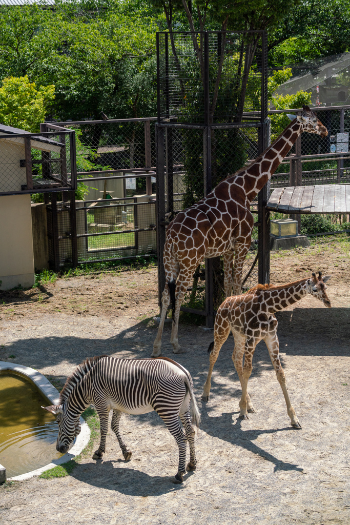 私の好きな動物たち４