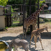 私の好きな動物たち４