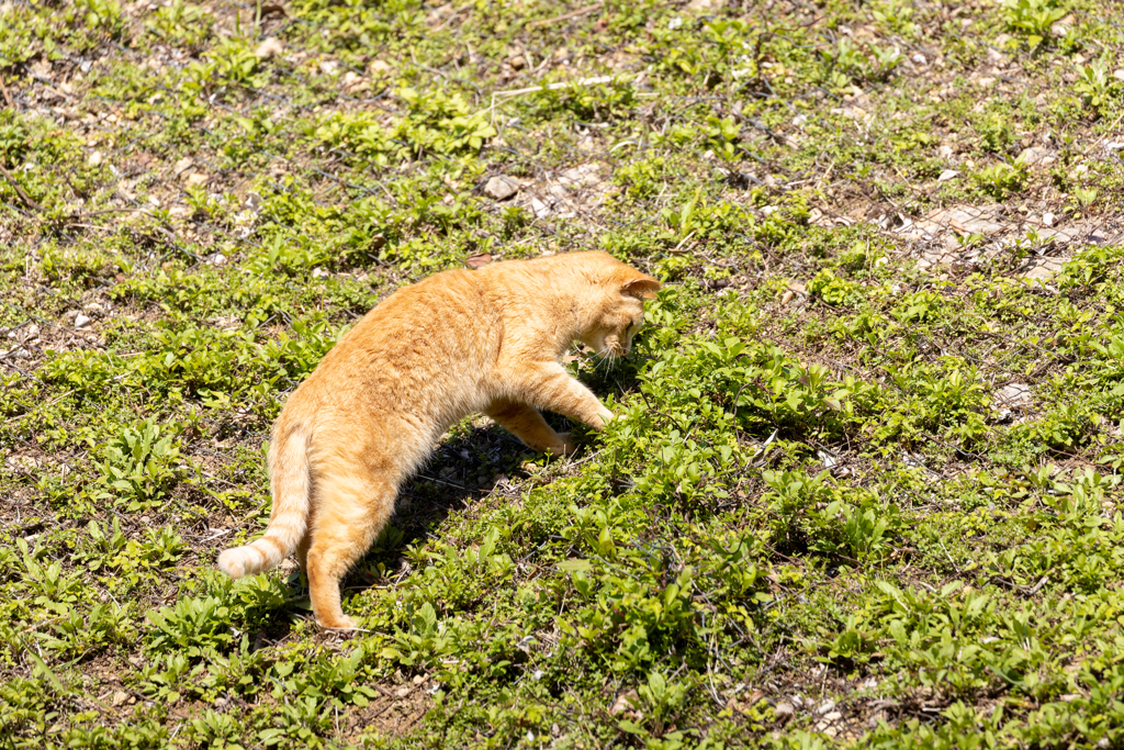 沖縄シリーズ７・希望ヶ丘公園の猫さん達１３