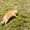 沖縄シリーズ７・希望ヶ丘公園の猫さん達１３