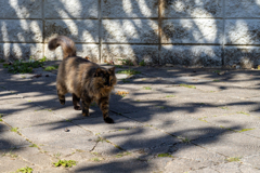 沖縄シリーズ６・希望ヶ丘公園の猫さん達６