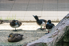 京都市動物園の鳥さん９