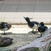 京都市動物園の鳥さん９