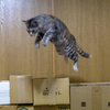飛び猫