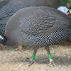 京都市動物園の鳥さん１１