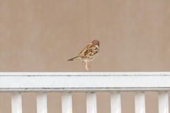 今朝のスズメさん（2021/3/30）