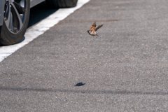 今朝のスズメさん（2021/5/3）
