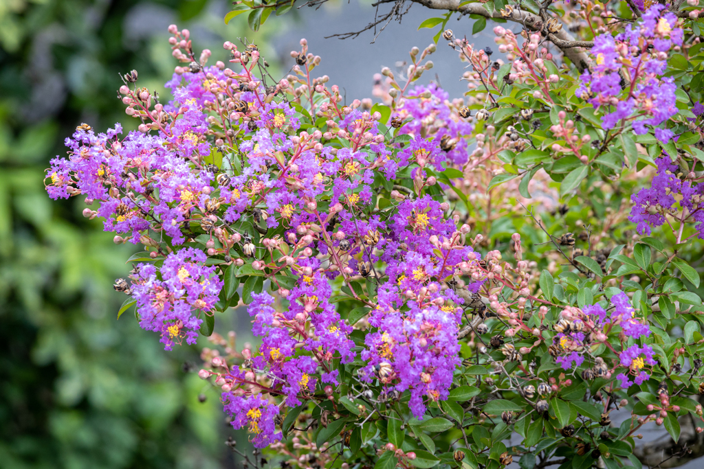 サルスベリの花