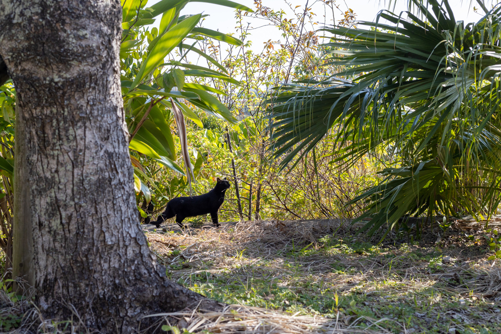 沖縄シリーズ２・漫湖公園の猫