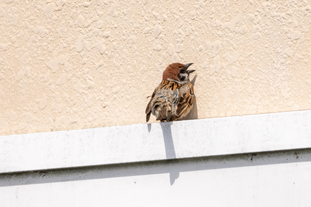 いろいろあるのでしょうね・・・