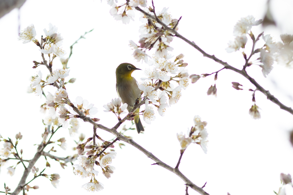 桜の蜜に夢中（＾ｏ＾）