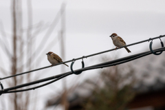 今朝のスズメさん（2021/2/2）