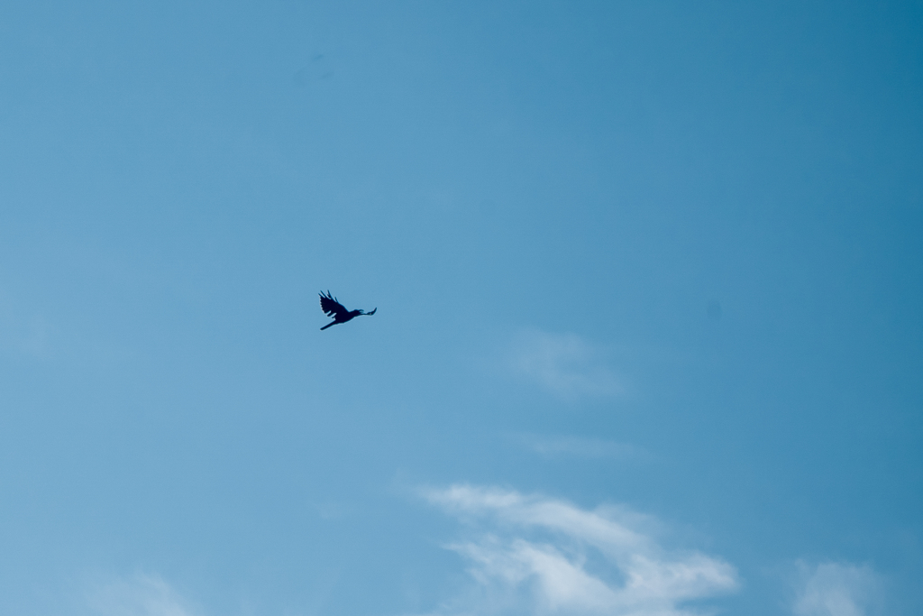 秋空を行く