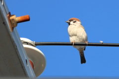 今朝のスズメさん（2020/02/25)