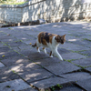 沖縄シリーズ６・希望ヶ丘公園の猫さん達２