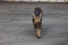 行動が読まれてる？！