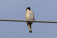 今朝のスズメさん（2021/1/17）